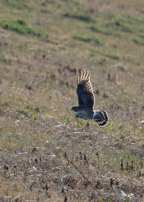 ハイイロチュウヒ♀4018