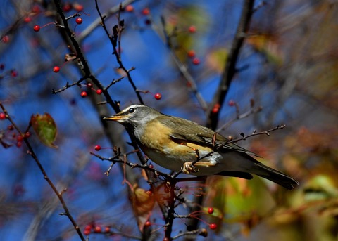 マミチャジナイ0411