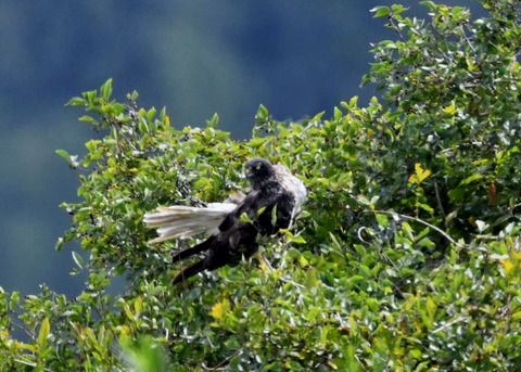 ズグロチュウヒ3374