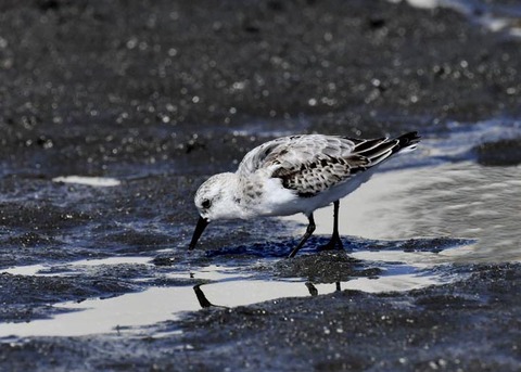 ミユビシギ夏羽→冬羽9602