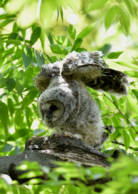 フクロウのヒナ1579
