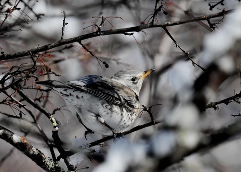 ノハラツグミ3579