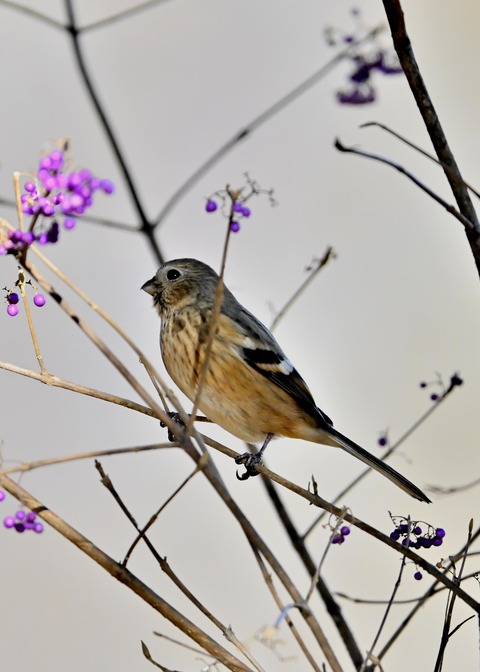 ベニマシコ♀0681