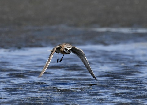 飛ぶ・メダイチドリ2573