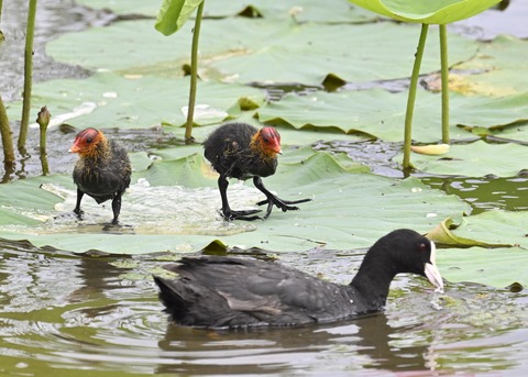 オオバン親子7260