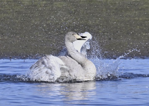 オオハクチョウ幼鳥3430