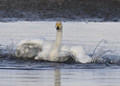 オオハクチョウ4022