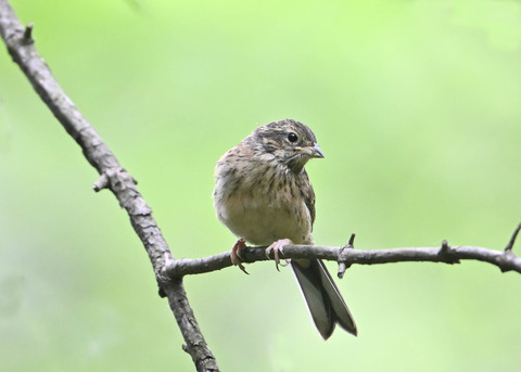 ホオジロ幼鳥3406