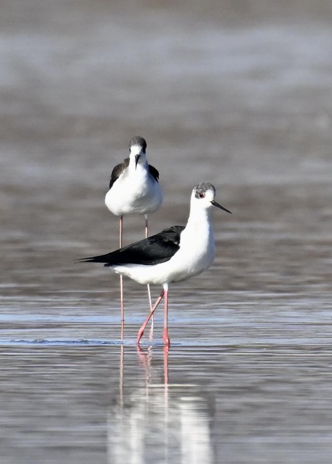 セイタカシギ6074