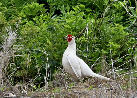 キジ♂白化1661