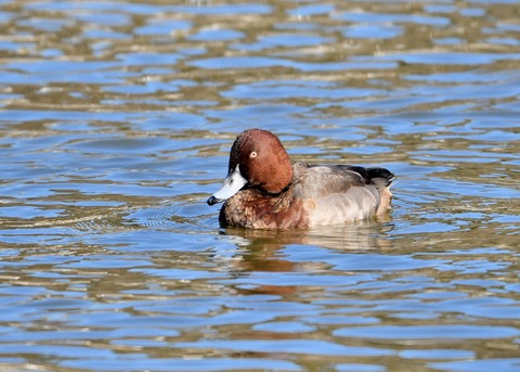 メジロガモHB7112