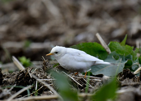 タヒバリ(白化)6716