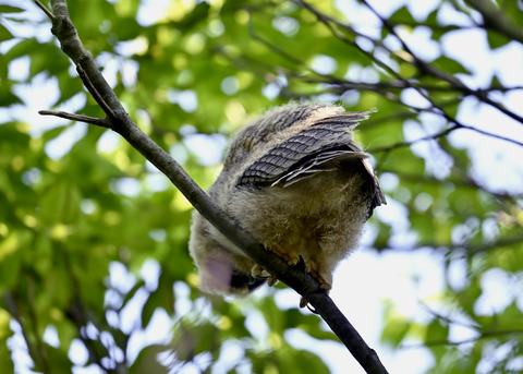 トラフズクのヒナ0680