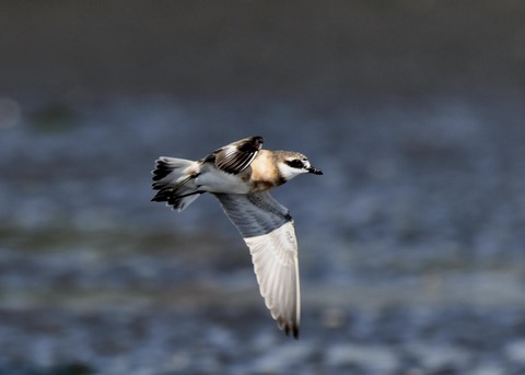 飛ぶ・メダイチドリ2675