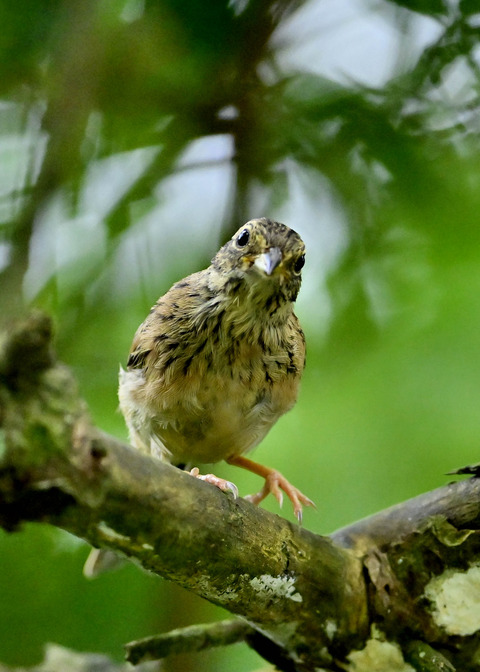 ホオジロ幼鳥3177