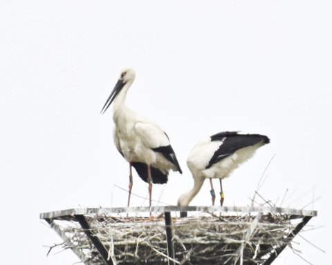 コウノトリのペアー0003