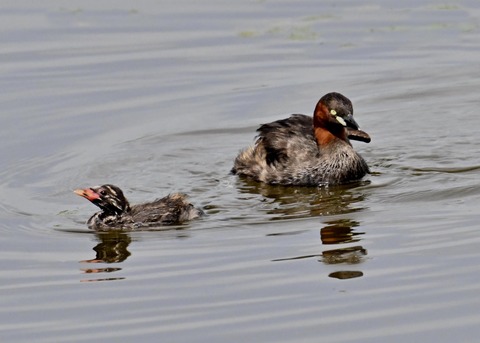 カイツブリ親子2884