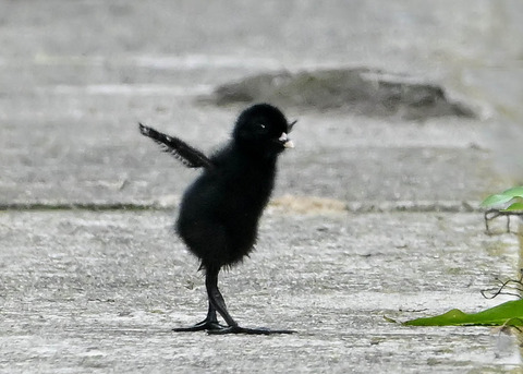 ヒクイナのヒナ4275