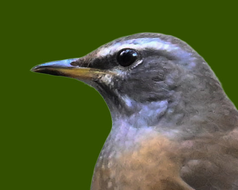 マミチャジナイ2000