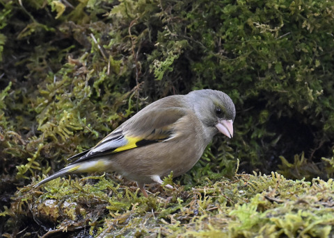 オオカワラヒワ7661