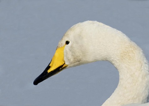 オオハクチョウ3002