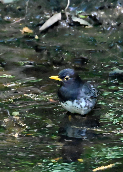 クロツグミ♂7065
