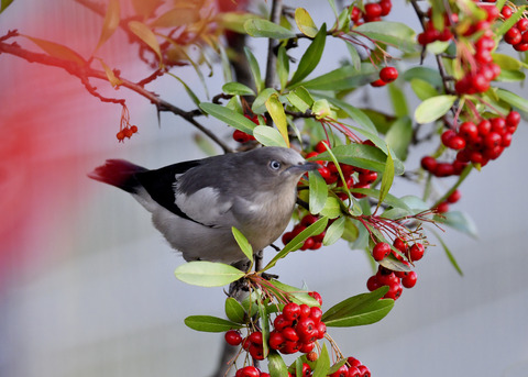 カラムクドリ1274