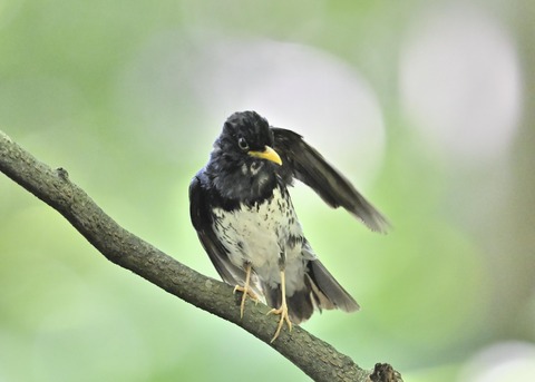 クロツグミ♂0288