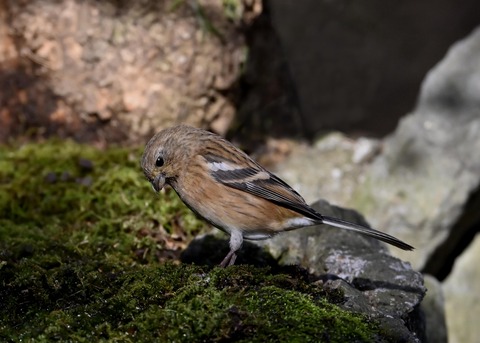 ベニマシコ♀8453