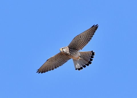 チョウゲンボウ♂2329