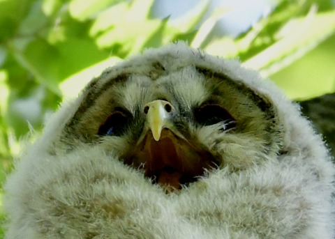 フクロウのヒナ②6256