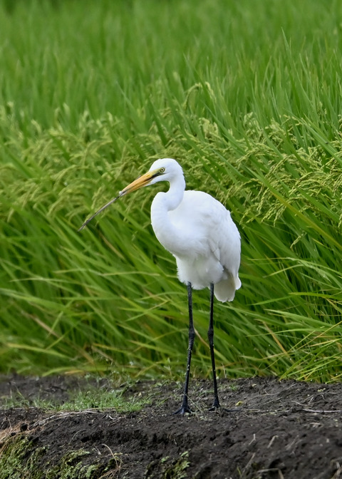 チュウダイサギ7479