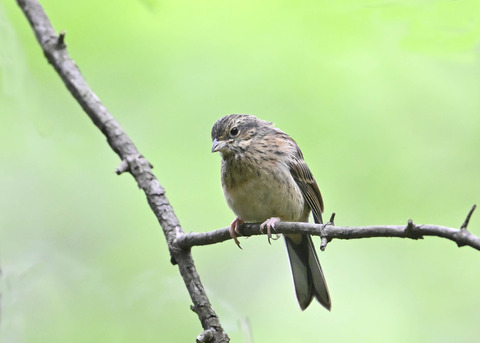 ホオジロ幼鳥3481