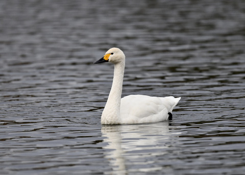 コハクチョウ7586