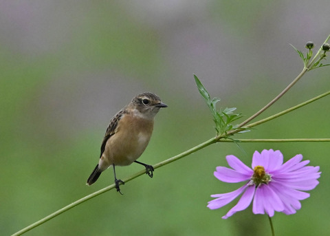 ノビタキ♀0921