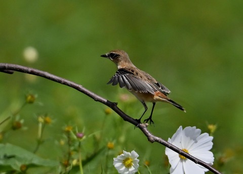 ノビタキ♀6297