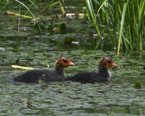 オオバンのひな6140