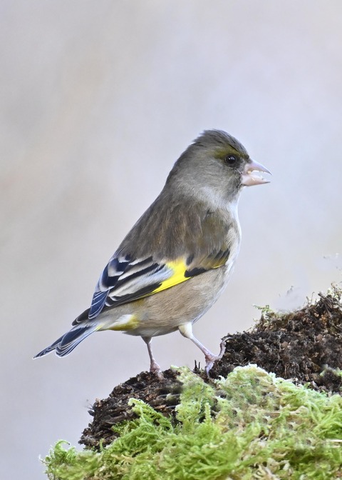 オオカワラヒワ8165