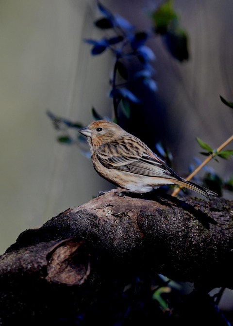 オオマシコ若鳥8886