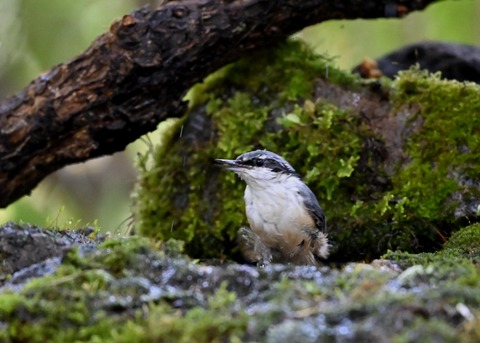 ゴジュウカラ4133