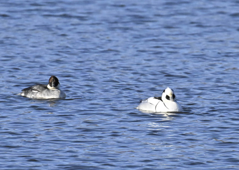 ミコアイサ♂♀4505