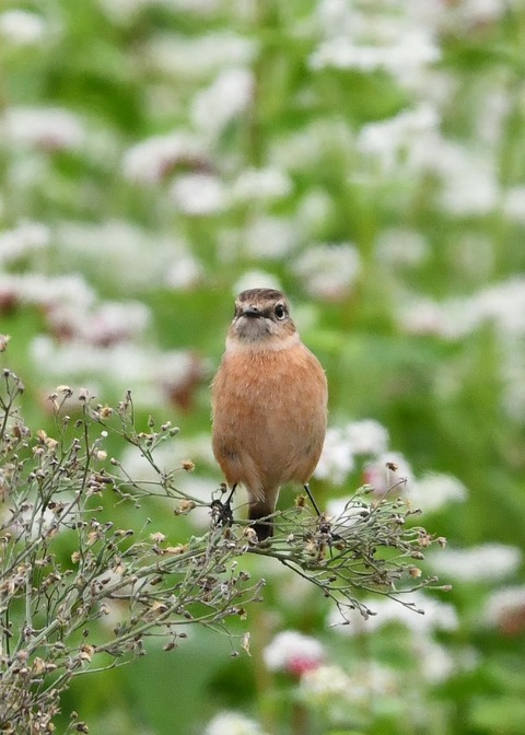 ノビタキ♀9553