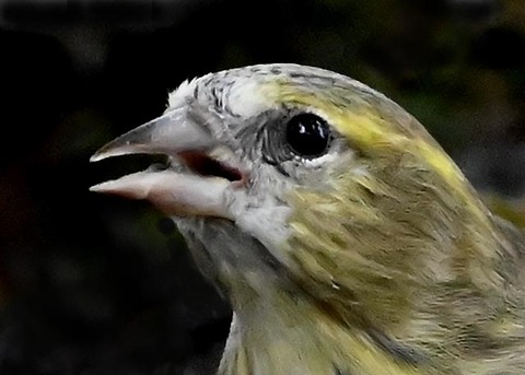 マヒワ♀1700(1852)