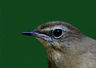ノゴマ♀4001