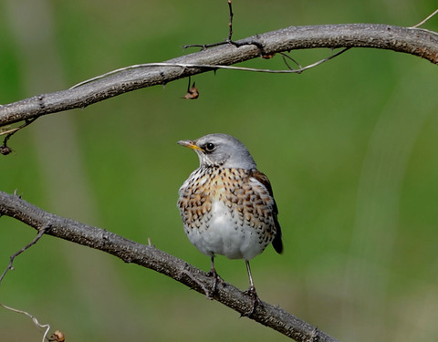 ノハラツグミ8487