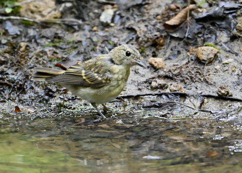 オオルリ♀幼鳥5958