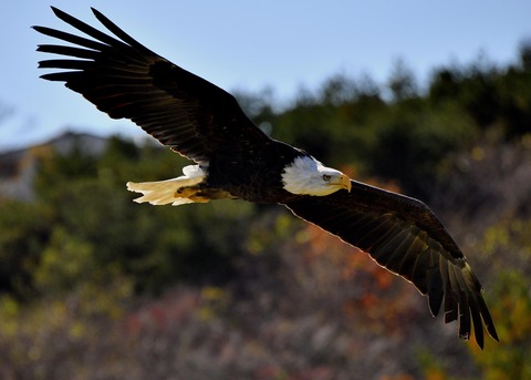 ハクトウワシ3436