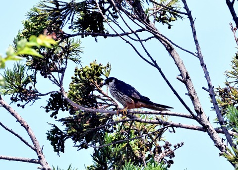 チゴハヤブサ0469