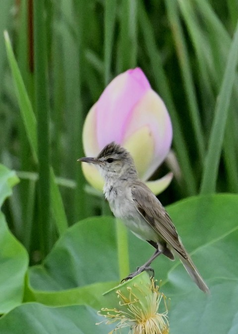 オオヨシキリ9038