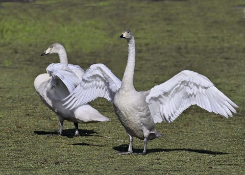 オオハクチョウ幼鳥3883